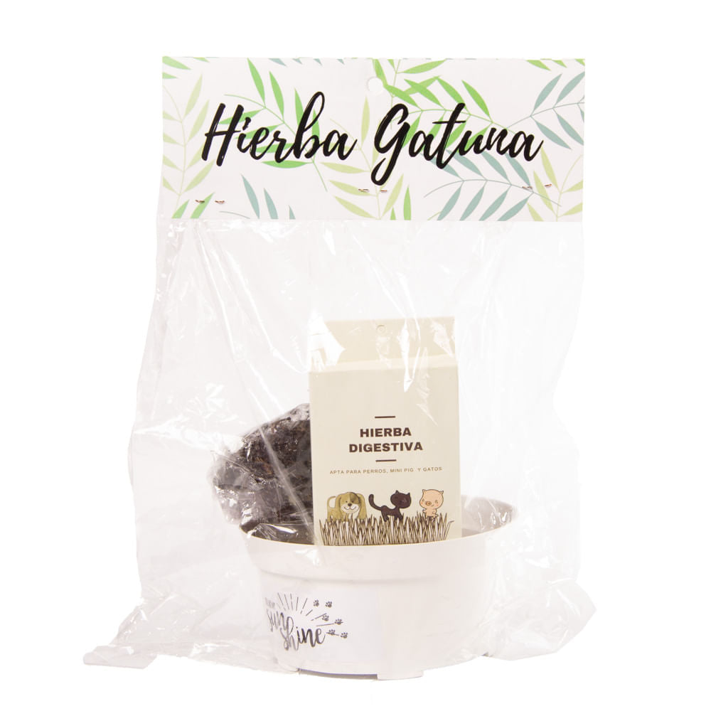 Kit Hierba Gatuna Con Matera Pet Antojos Único