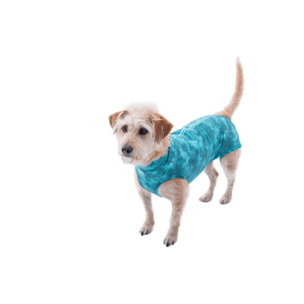 Ropa post quirurgica Para Perro Petmed Regular Dry Ligth Supreme Verde Talla 6
