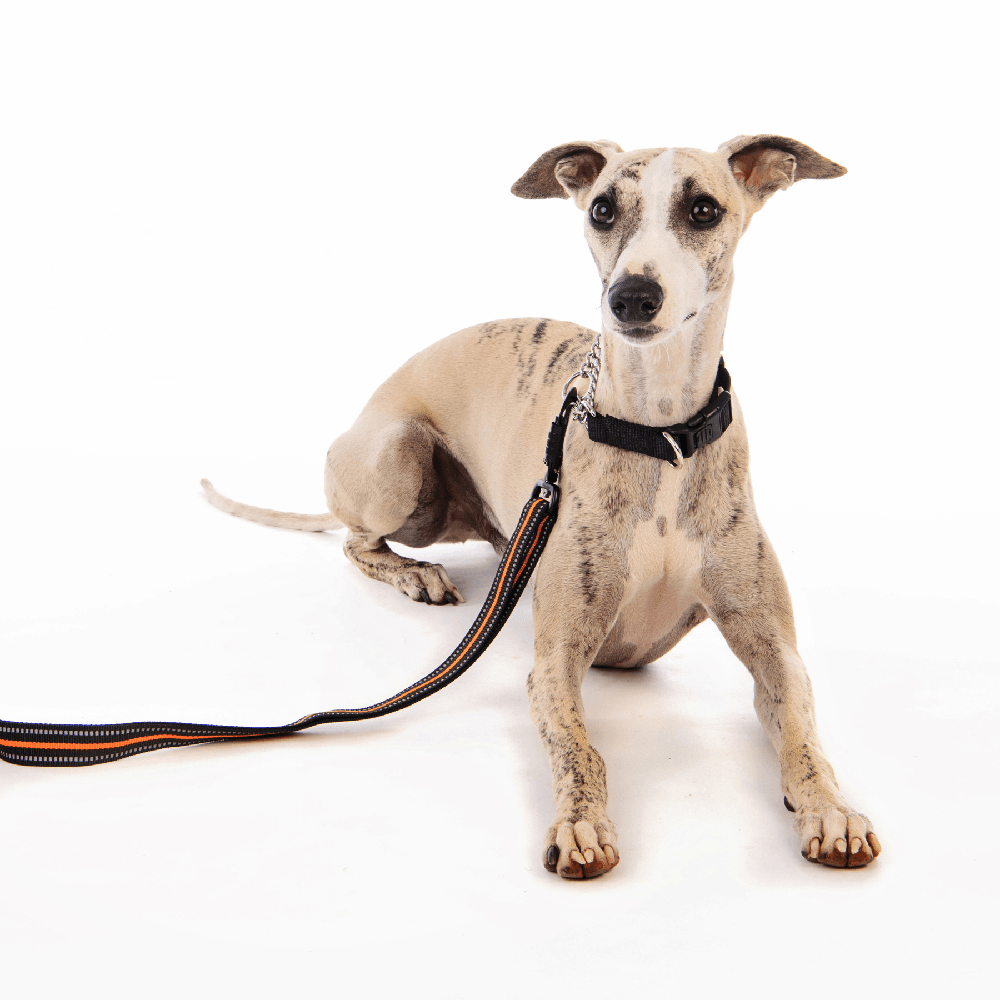 Correa Para Perro Hiking Naranja M-PETS 110 X 2
