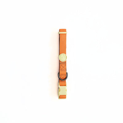 Collar para Perro Puppis Poly Teal Dominion XS · 1,5 cm