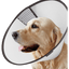 Collar Isabelino Pawise Para Mascotas S