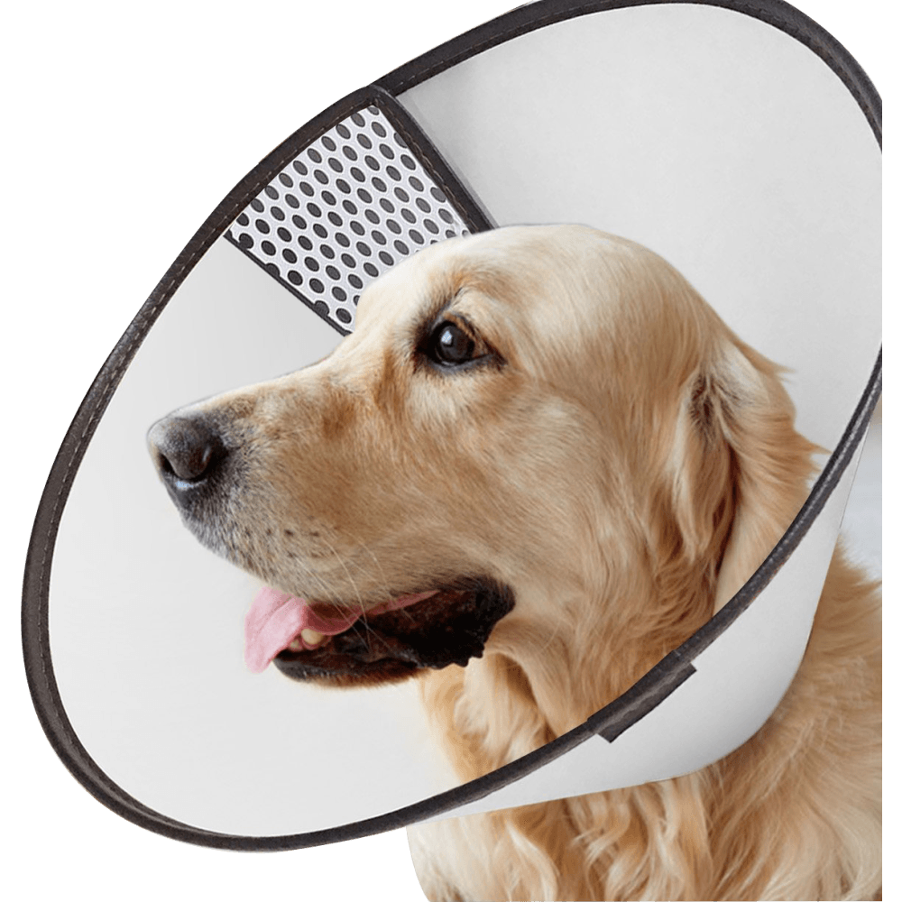 Collar Isabelino Pawise Para Mascotas L