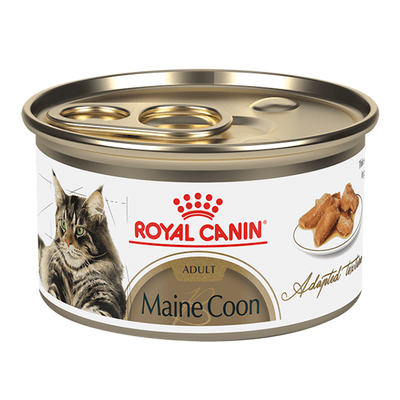 Royal Canin - Maine Coon Gatos Lata
